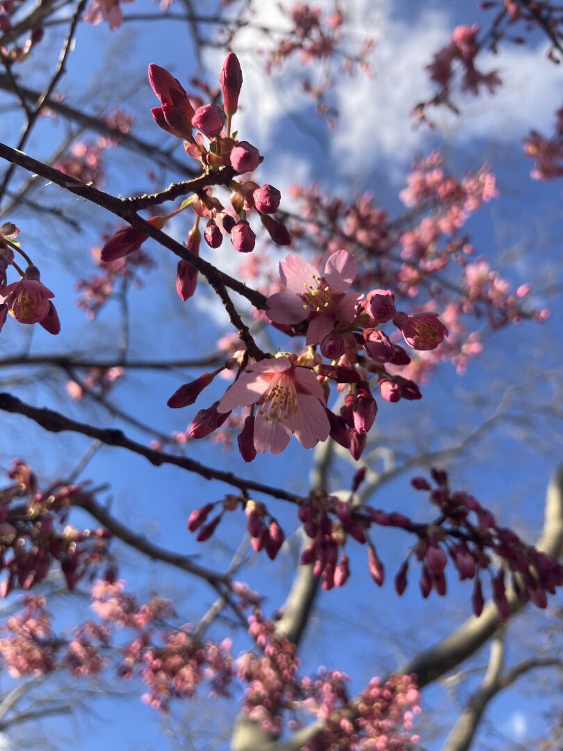 A vibrant pink flowering tree is set against a blue sky