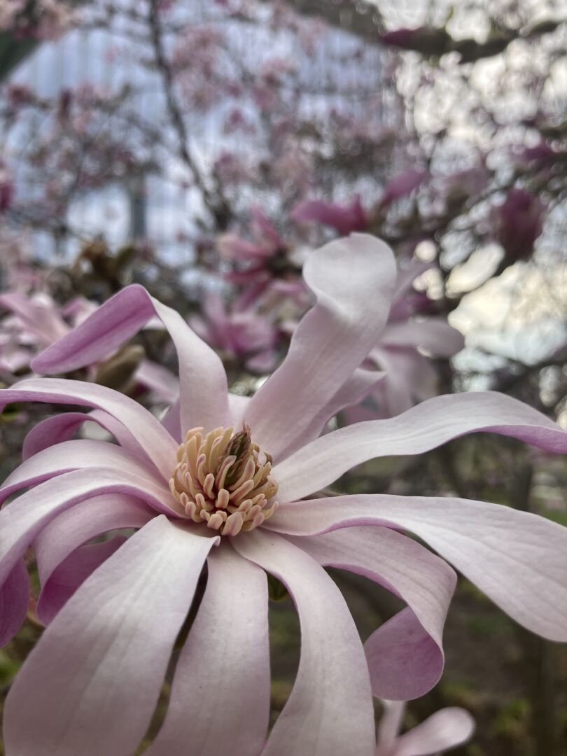 Close-up of a pale pink magnolia (?) flower with elongated petals. Blurred background shows additional magnolia blooms.