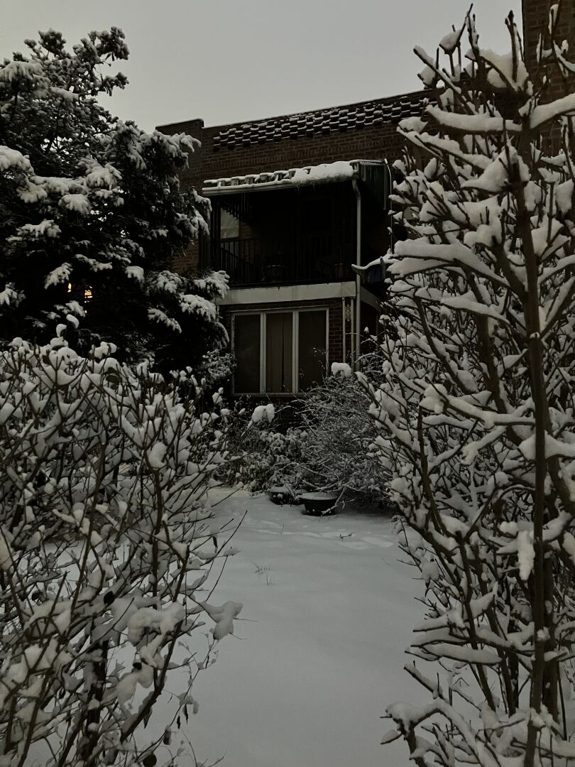 Snow covering bushes and trees in front of a house in the historic Sunnyside neighborhood. It’s still semi-dark outside.