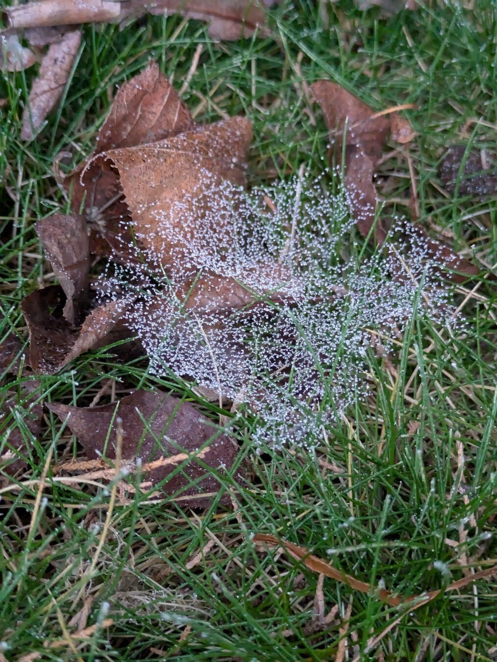Photo of green grass and brown leaves with a lot of small white dots in the middle.