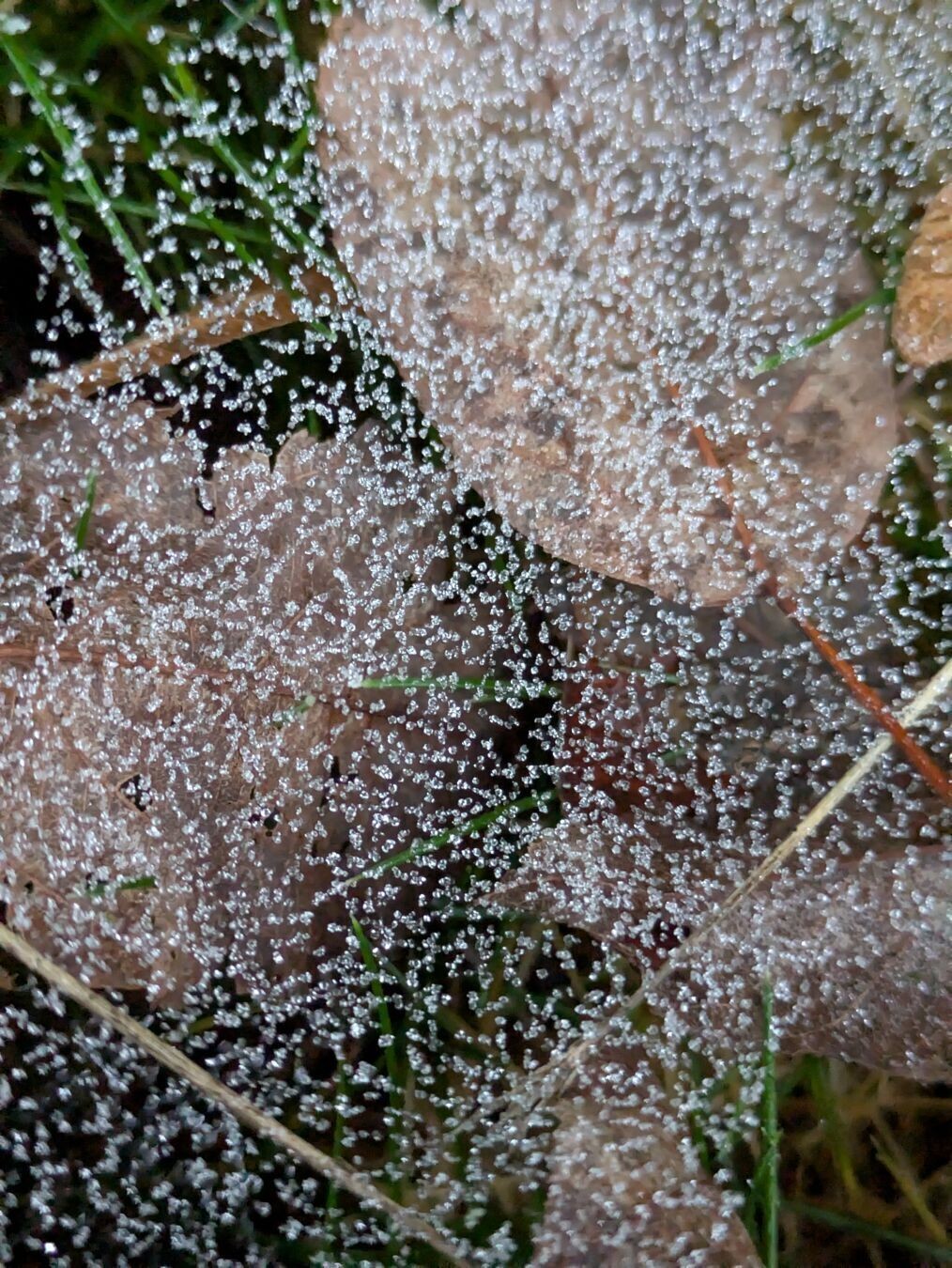 Close-up of the frozen fog droplets.