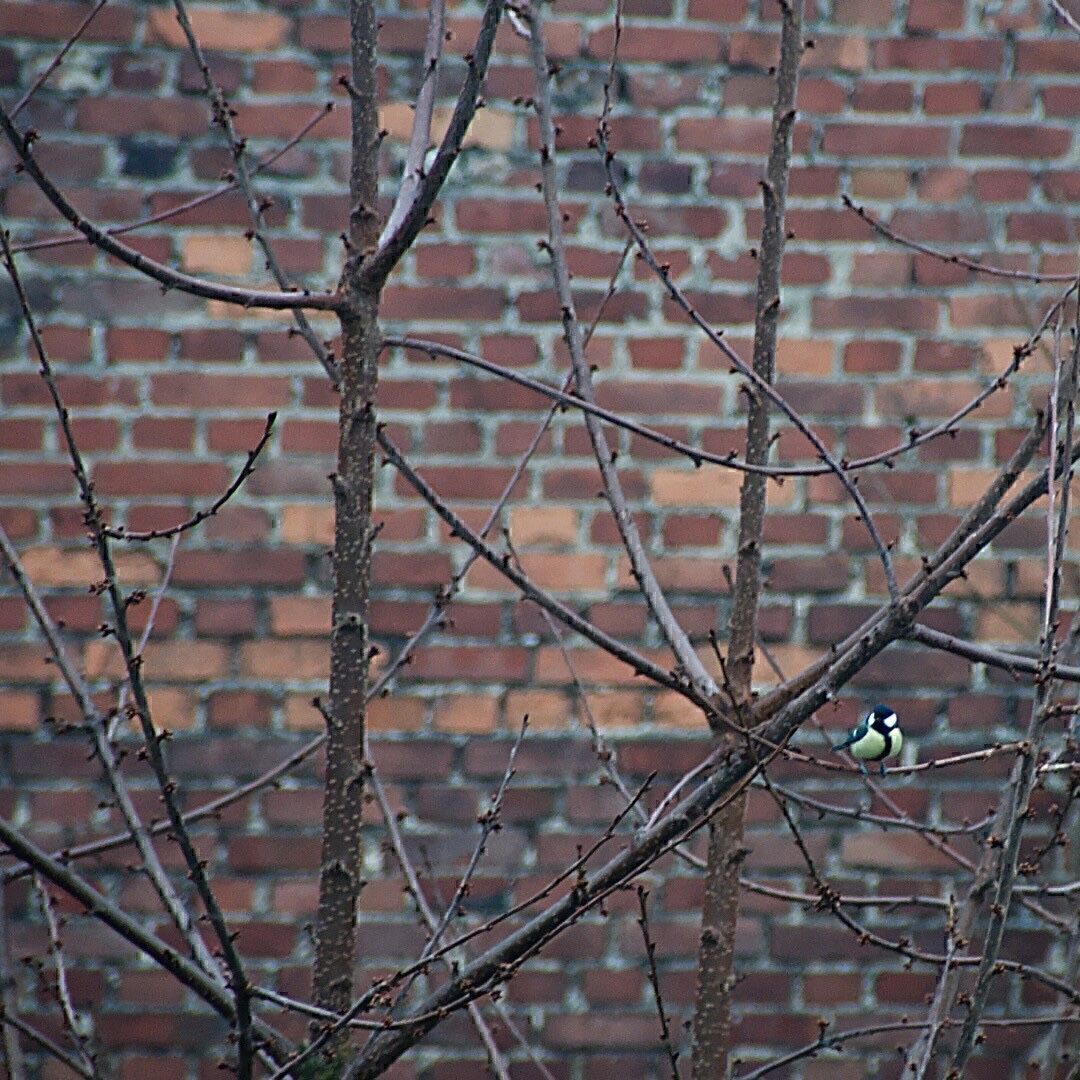 Eine Kohlmeise auf einem Ast vor eine Backsteinwand.
