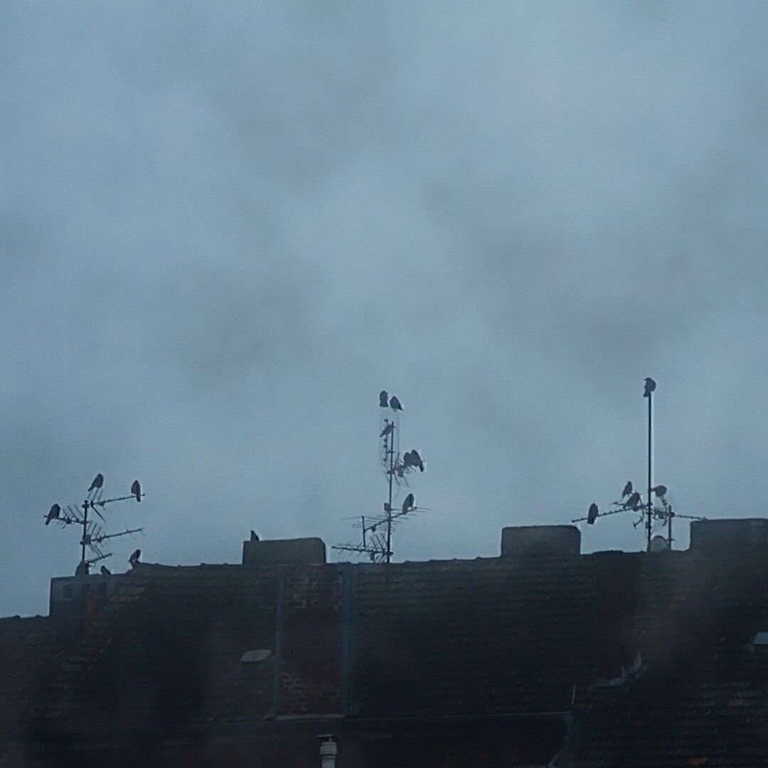 Raben und Krähen sitzen im Nebel auf Antennen auf Hausdächern.
