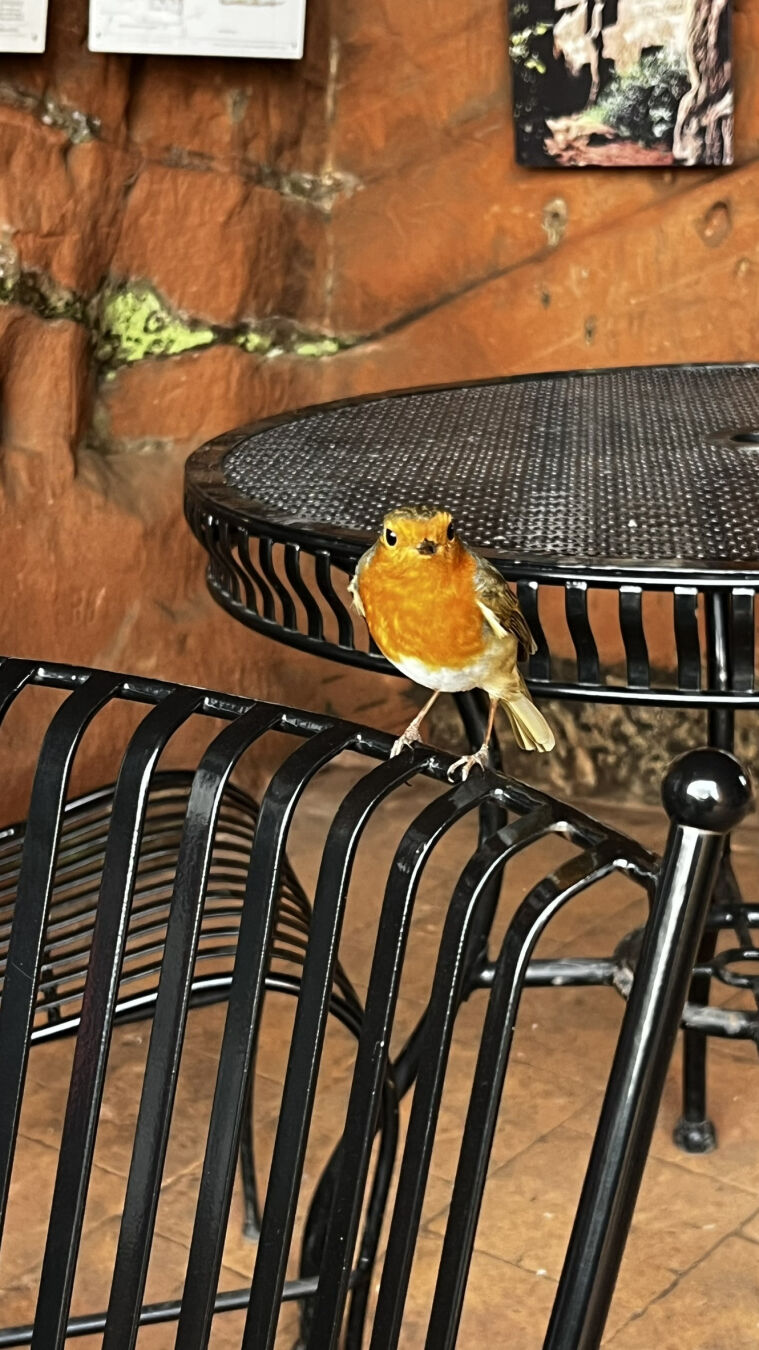 A Robin perched on the back of a black metal chair.