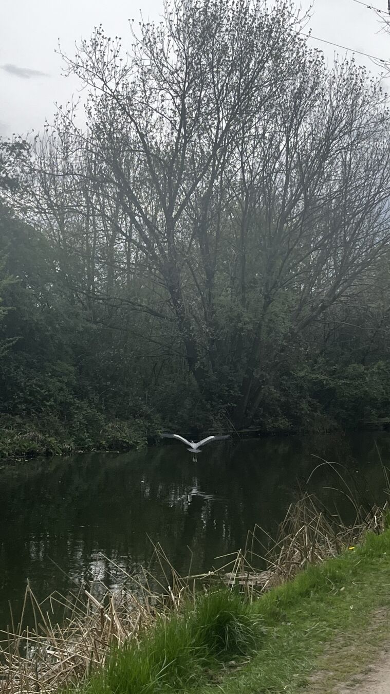 A Heron flying away over the canal at low level.