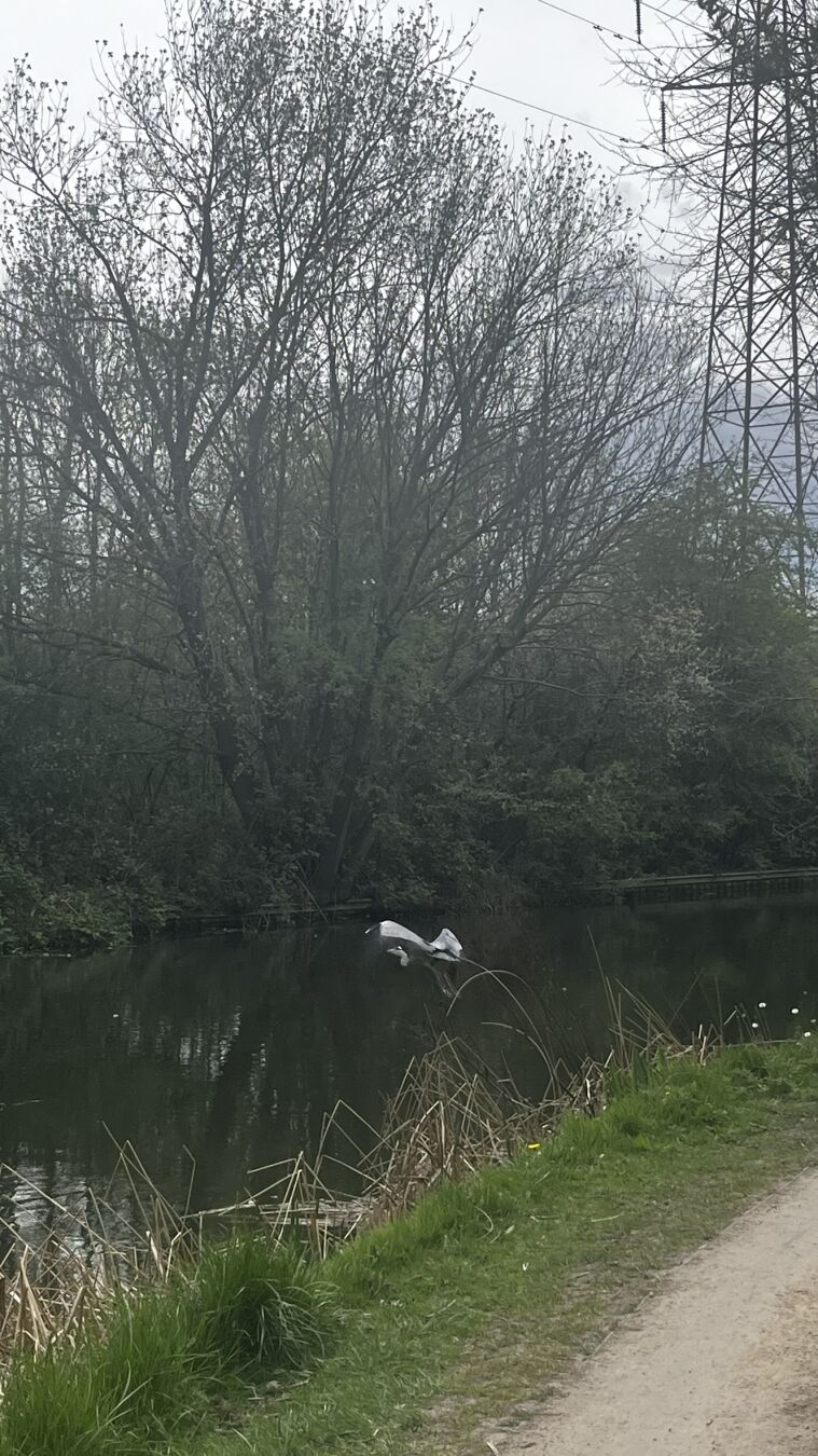 A Heron flying away just after take off.
