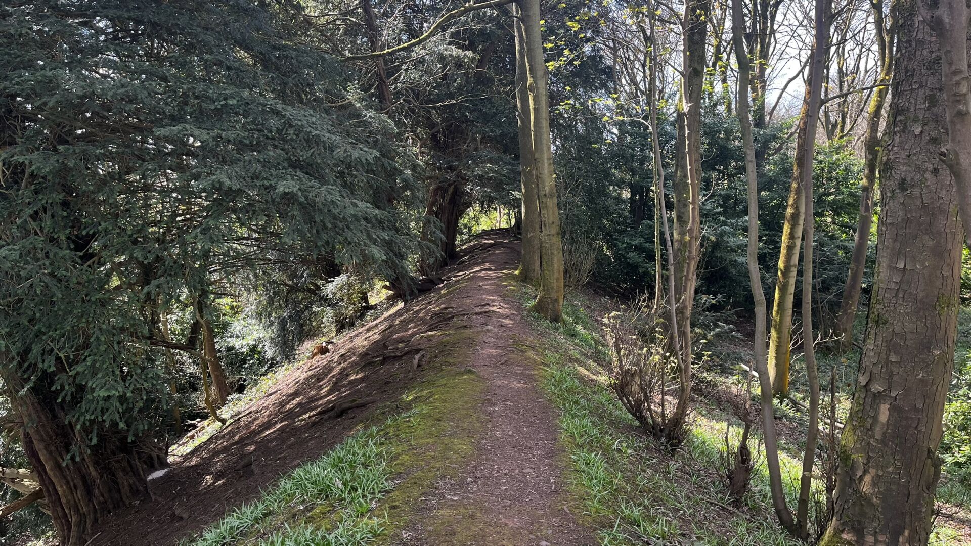 A view along the remaining ramparts at Wychbury Hill.