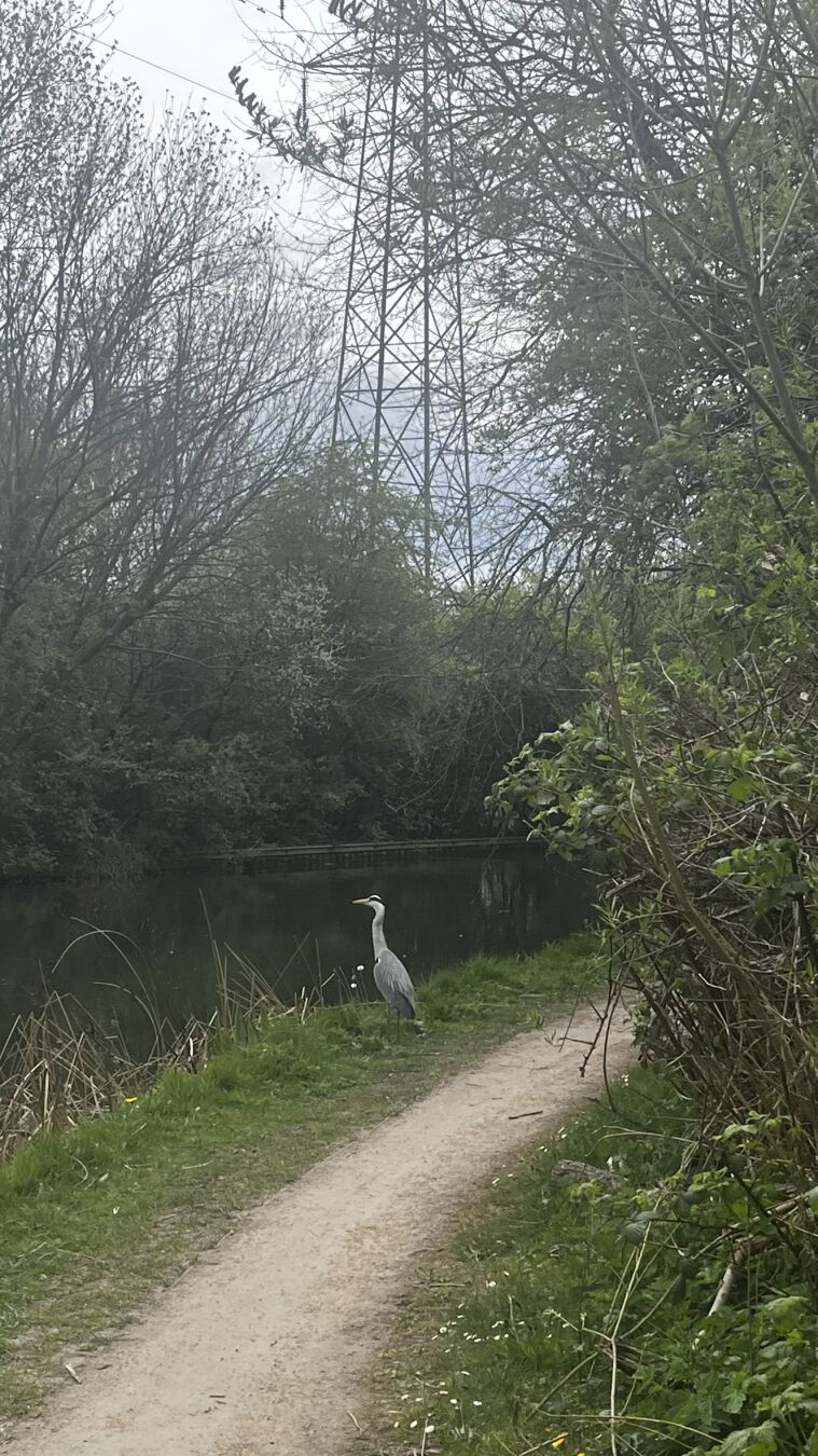 A Heron standing by the side of a canal.