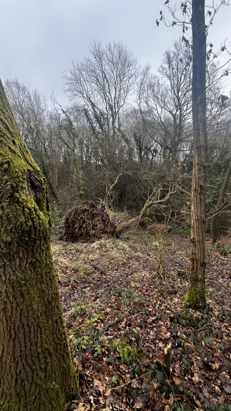 A fallen tree, viewed from the base, pointing away from the photographer.