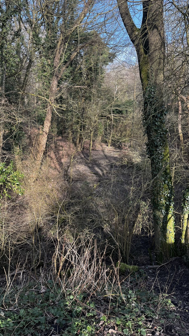 A view through trees in early spring.