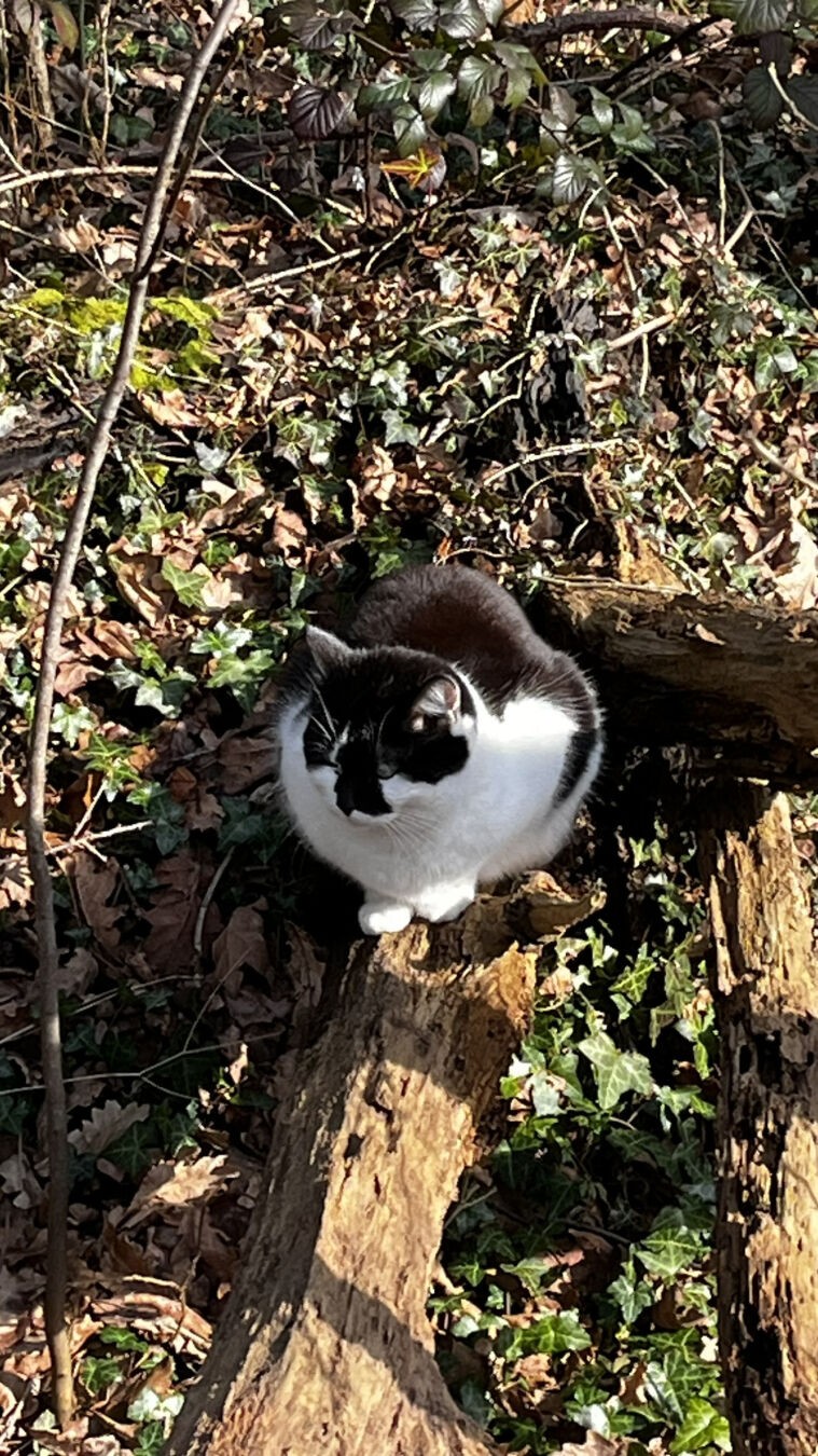A black and white Cat, sat on a tree limb