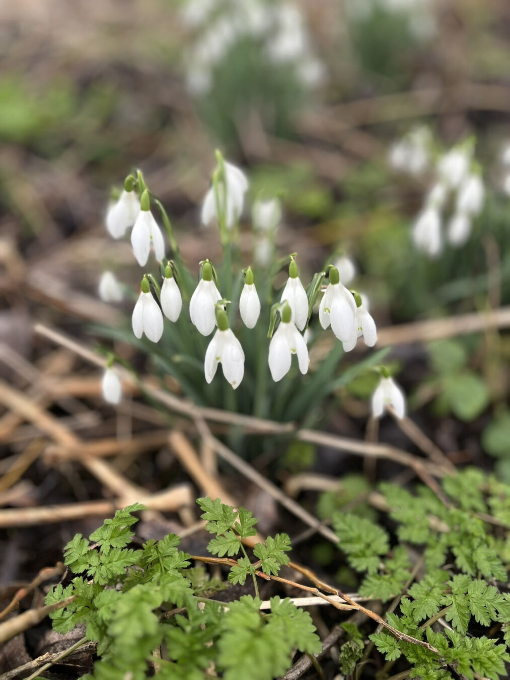 Some snowdrop flowers.