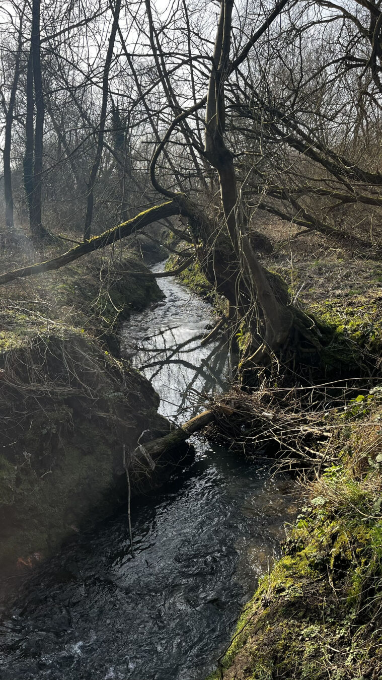 A stream running through a nature reserve