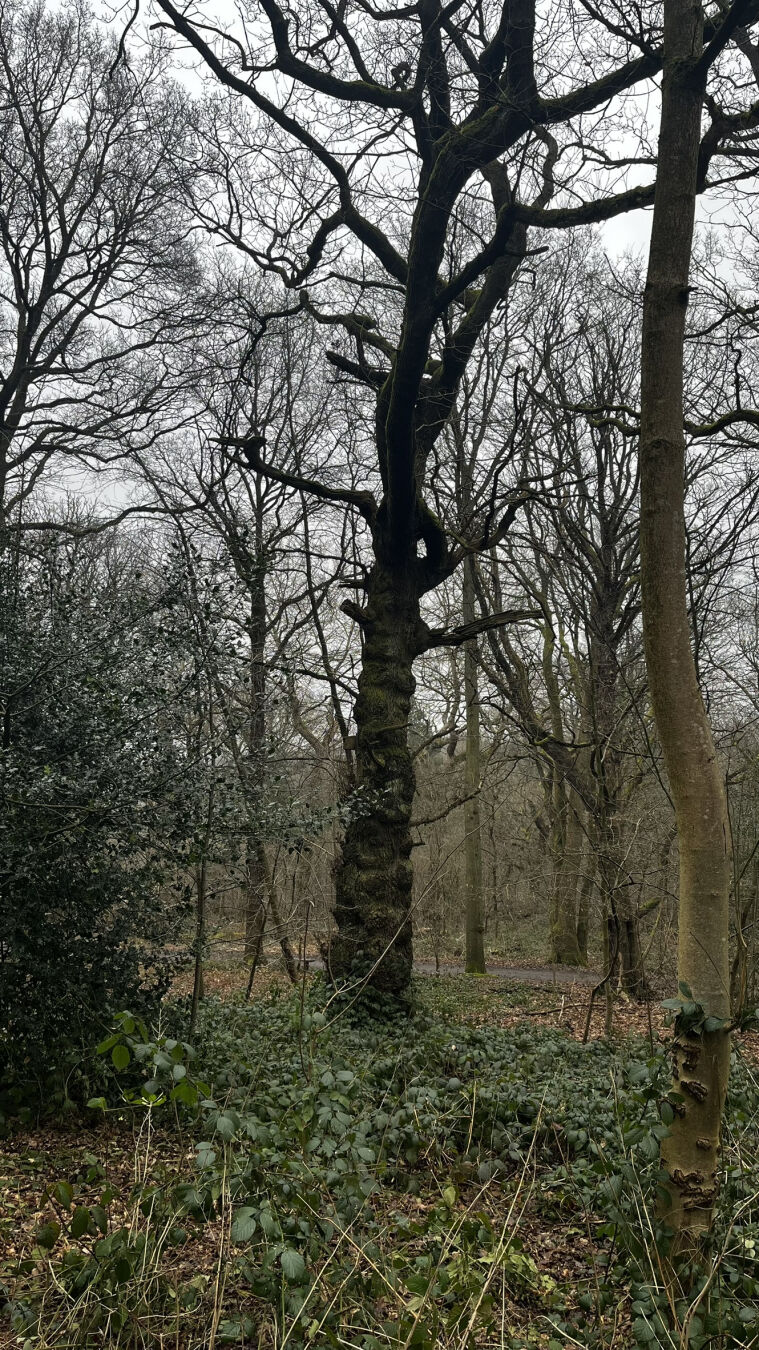 A dark tree, stood in a nature reserve.