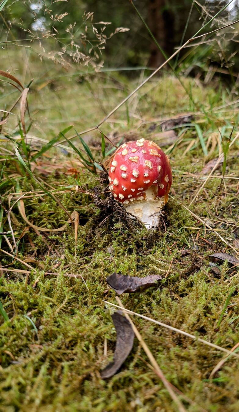 Das Bild zeigt einen Fliegenpilz (Amanita muscaria) mit einem leuchtend roten Hut, der mit weißen Flecken übersät ist. Der Pilz wächst in einer moosigen Umgebung, umgeben von Gras, kleinen Ästen und Blättern. Der Stiel des Pilzes ist teilweise beschädigt, möglicherweise durch Tiere oder äußere Einwirkungen. Der Hintergrund ist leicht unscharf, wodurch der Pilz als zentrales Motiv besonders hervorsticht. Die Szene wirkt herbstlich und natürlich, typisch für einen Wald- oder Waldrandbereich.