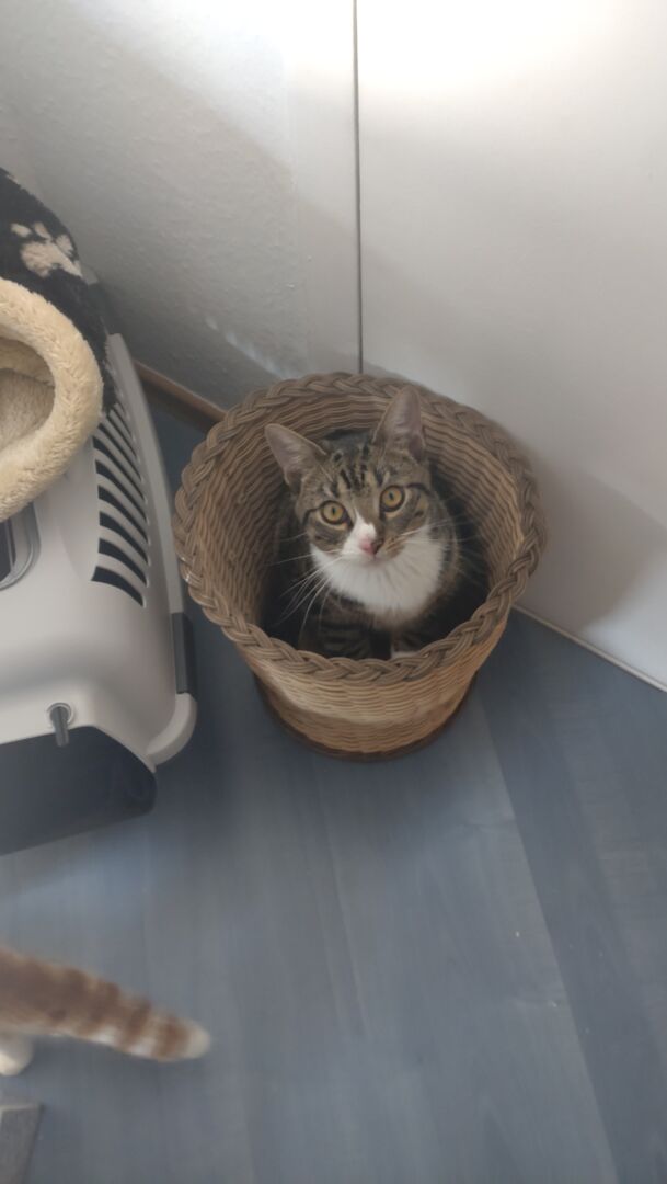 I am cute Paper Trash! #cat