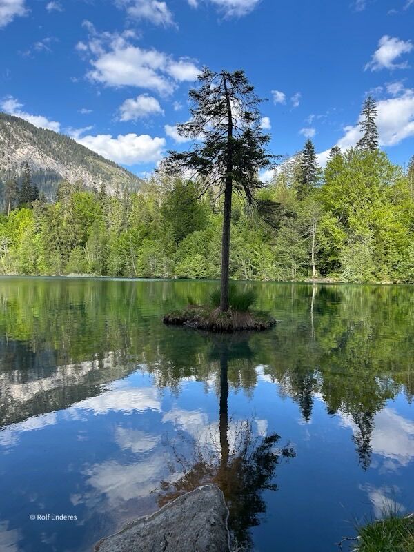 A serene landscape featuring a solitary tree on a small island in a calm lake. The scene is surrounded by lush greenery and mountains, with a clear blue sky reflected in the water.