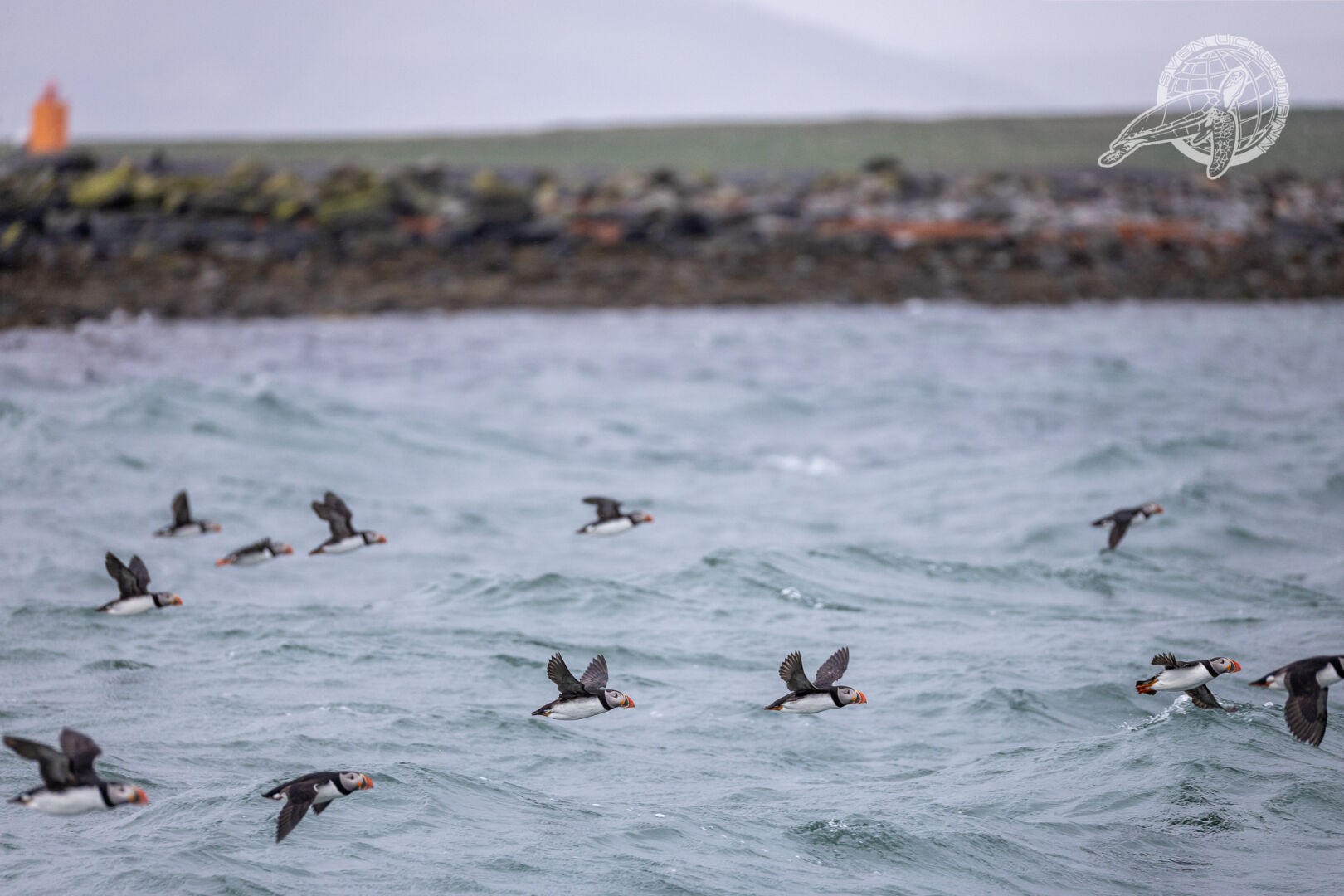 eine gruppe fliegender Puffins