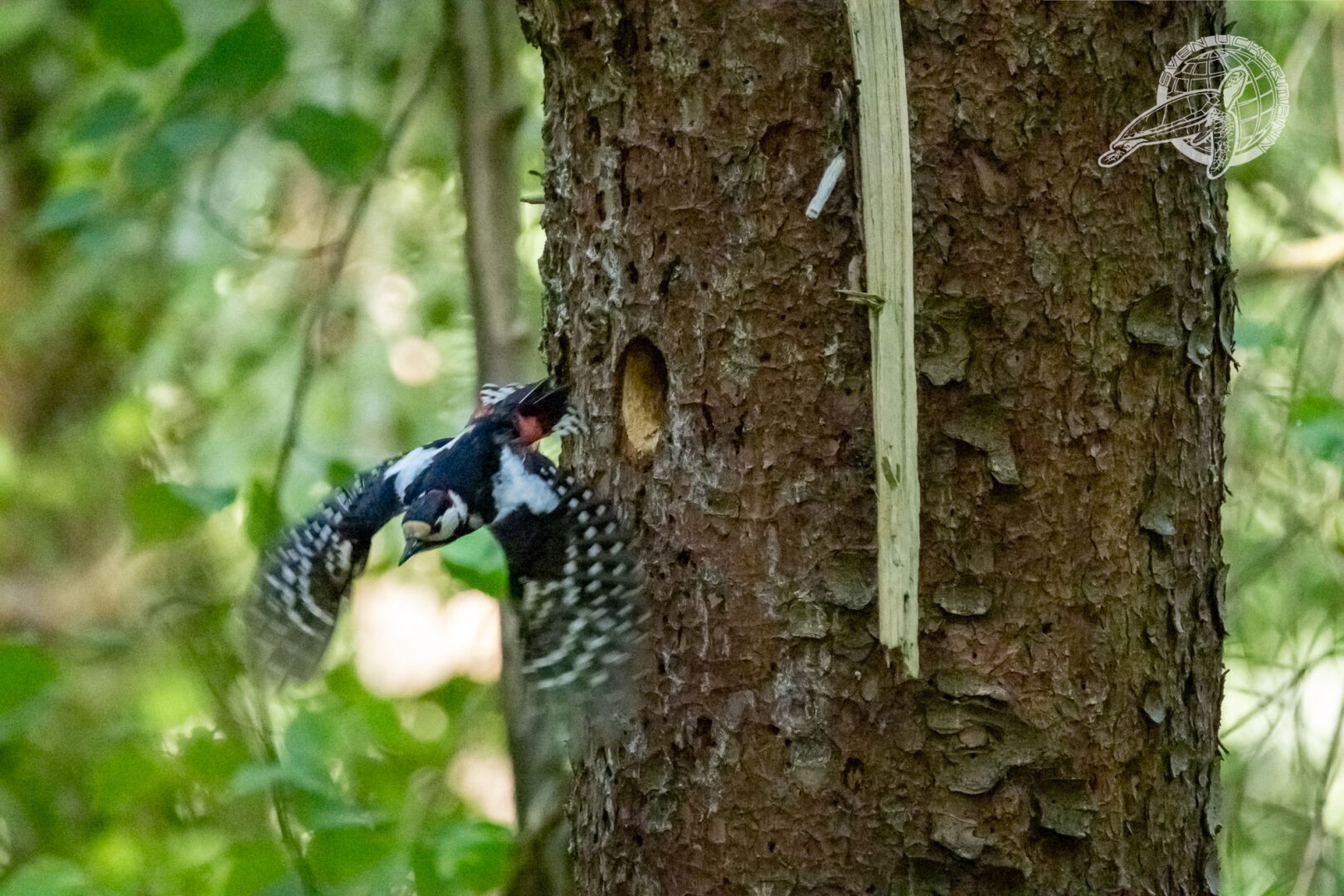 Ein Buntspecht am Baum, nahe seiner Bruthöhle