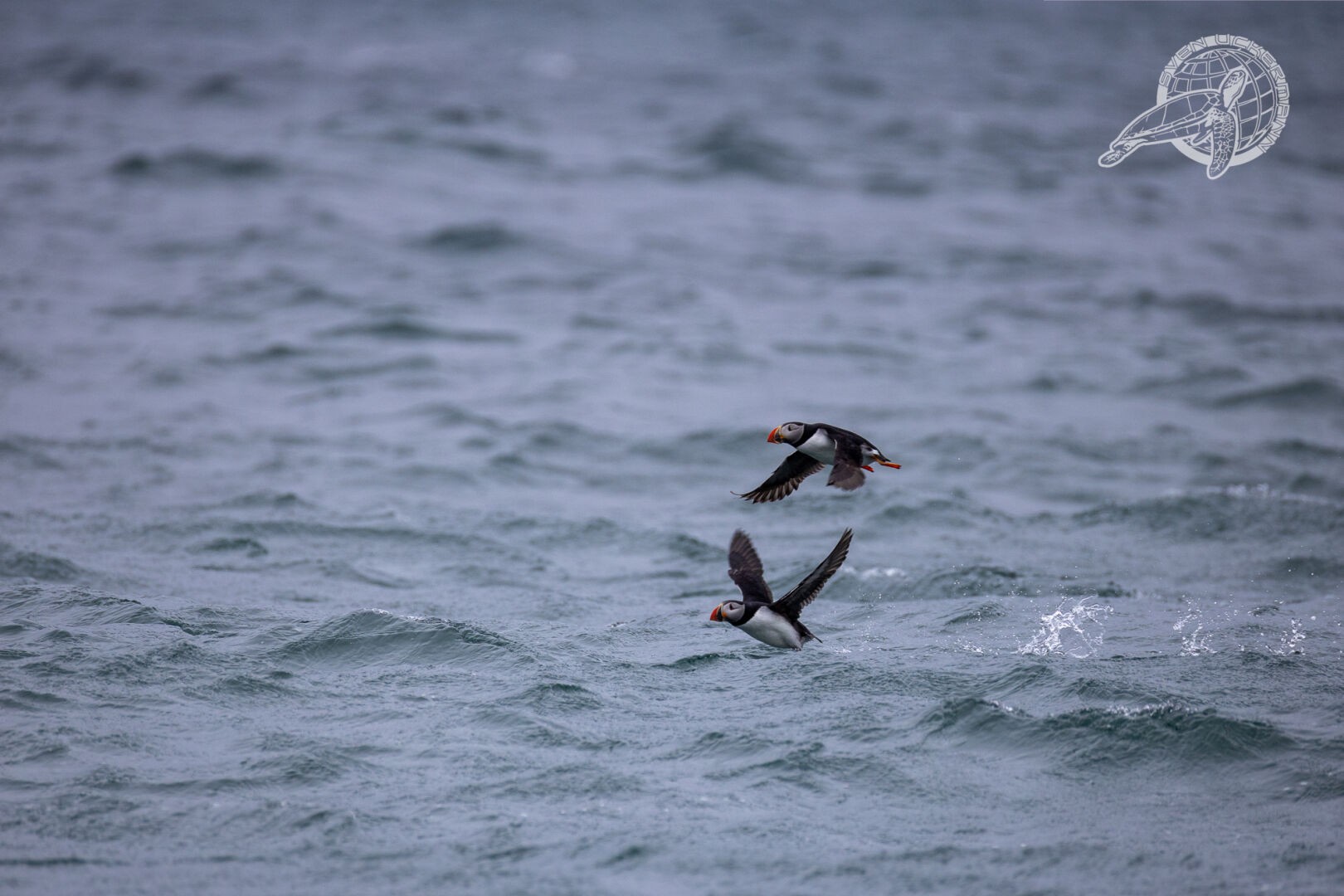 2 fliegende Puffins