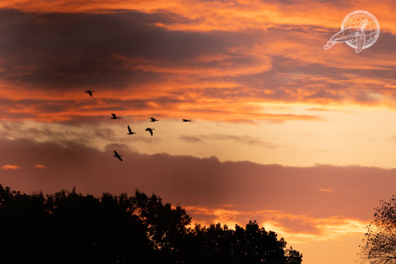 Sonnenaufgang mit Schwarm Gänse