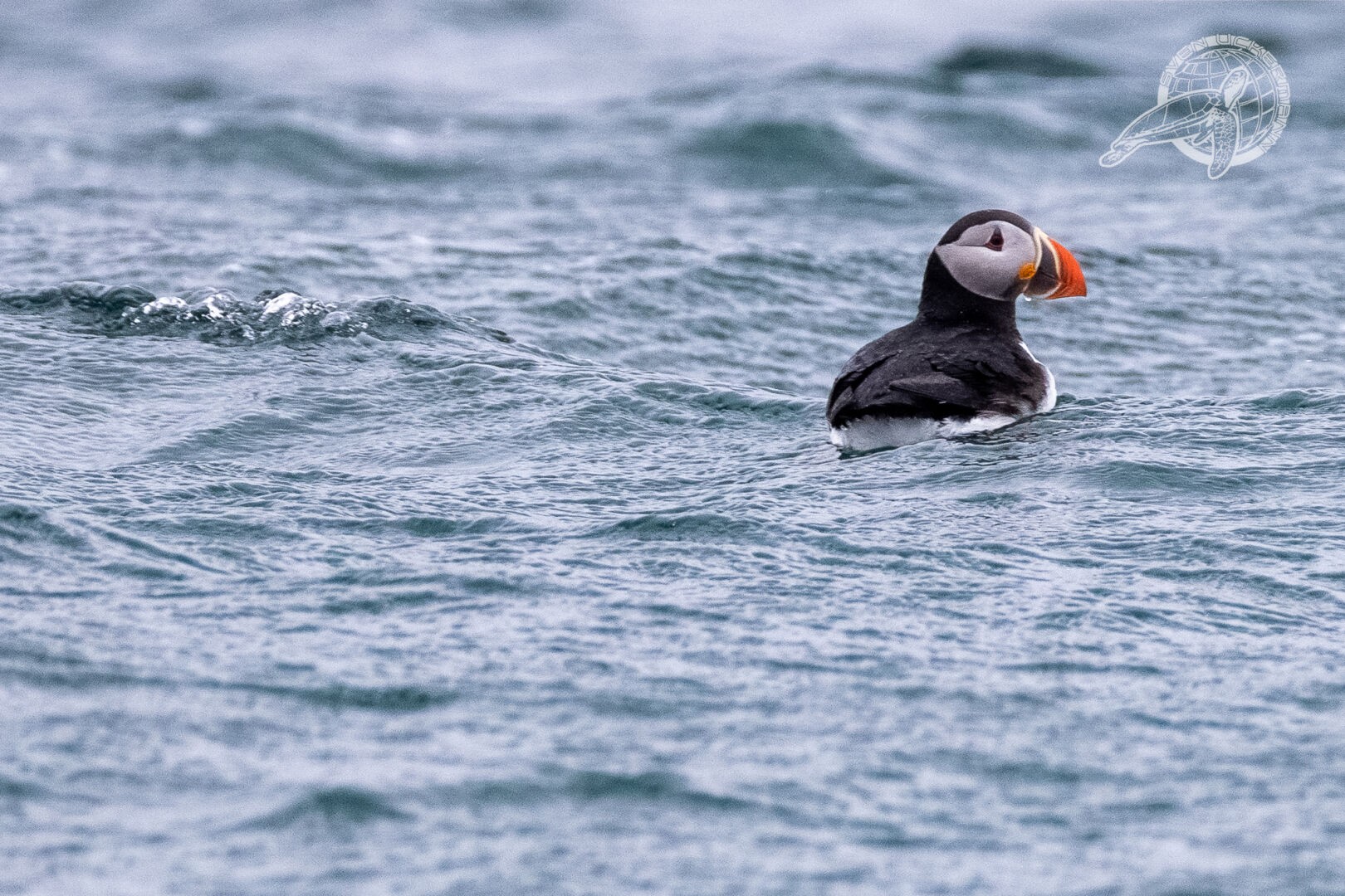 ein einzelnder Puffin guckt aus grauen Wellen