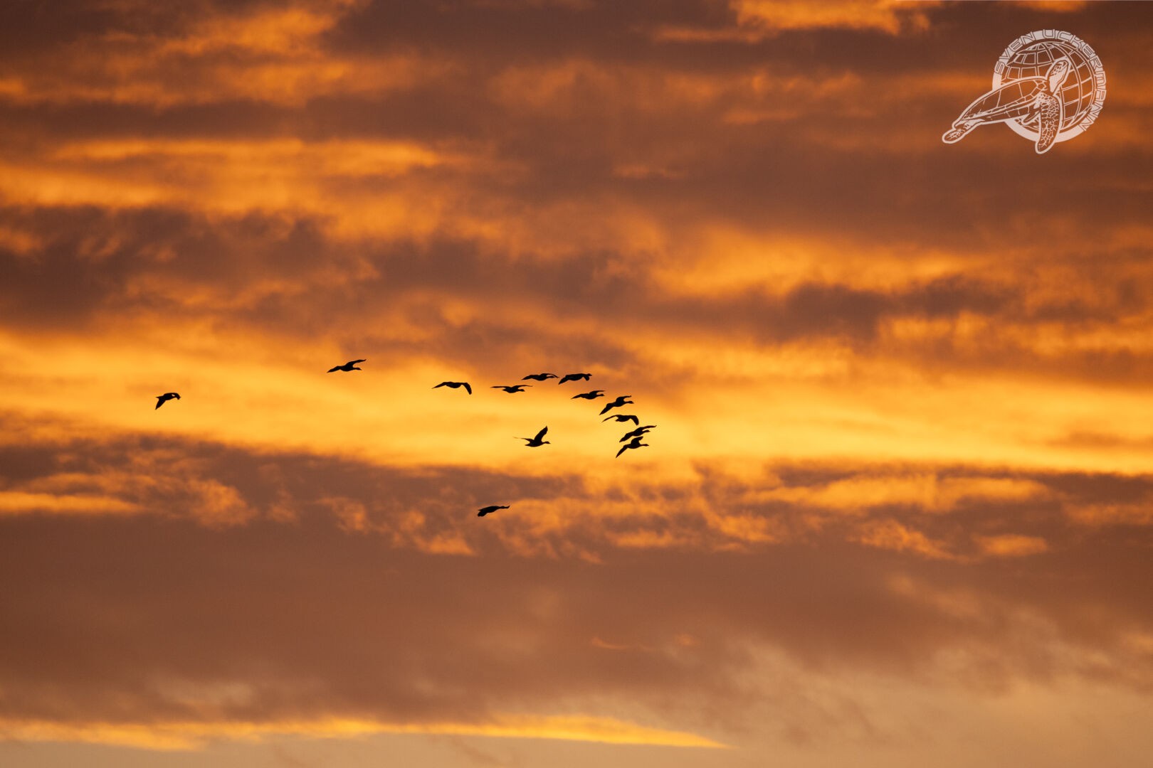 Sonnenaufgang mit Schwarm Gänse