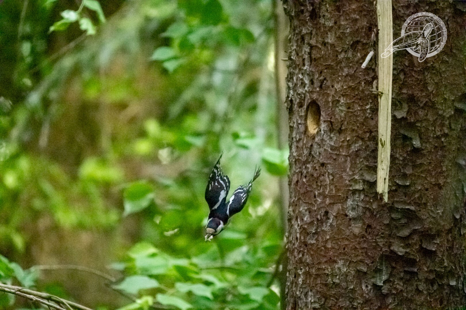 Ein Buntspecht am Baum, nahe seiner Bruthöhle