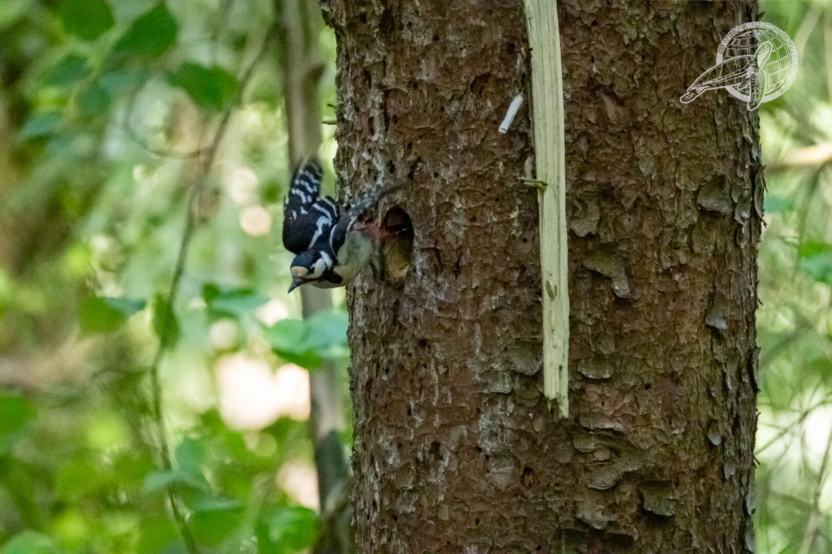 Ein Buntspecht am Baum, nahe seiner Bruthöhle
