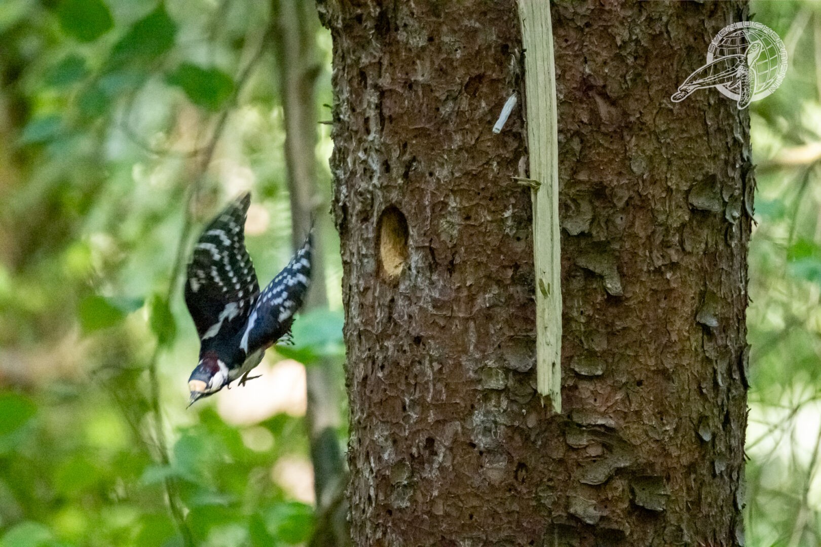 Ein Buntspecht am Baum, nahe seiner Bruthöhle