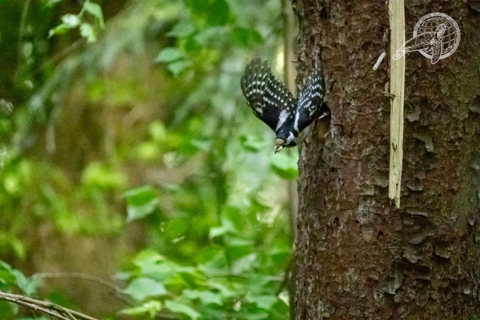 Ein Buntspecht am Baum, nahe seiner Bruthöhle