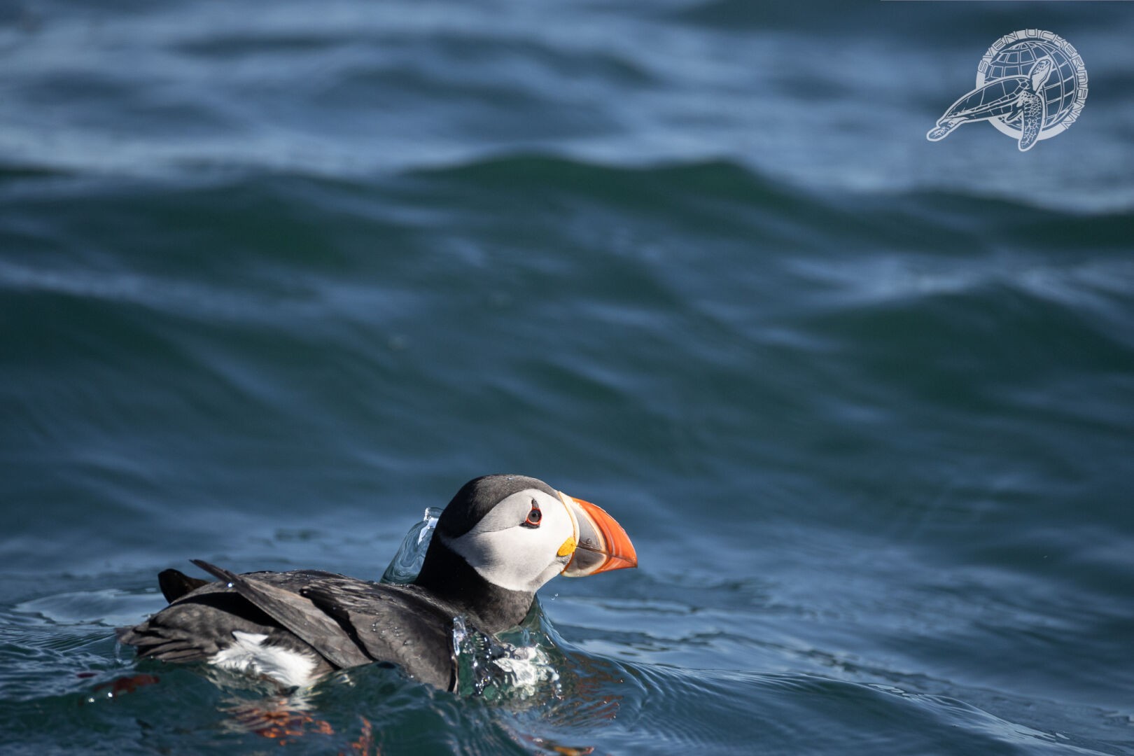 ein puffin in wellen