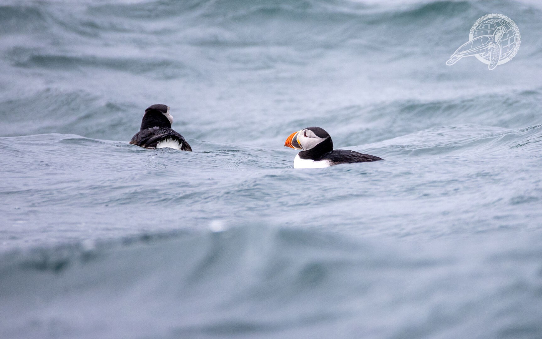 2 Puffins auf einer grauen Welle