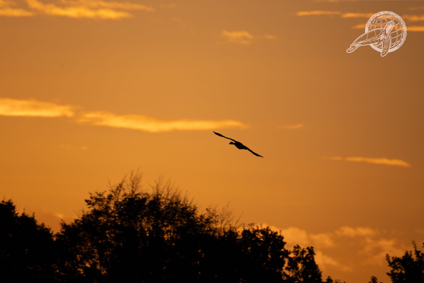Sonnenaufgang mit Schwarm Gänse