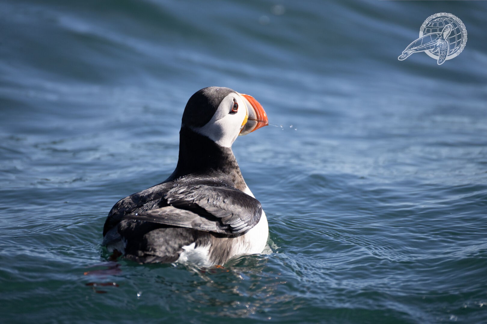 ein puffin in wellen