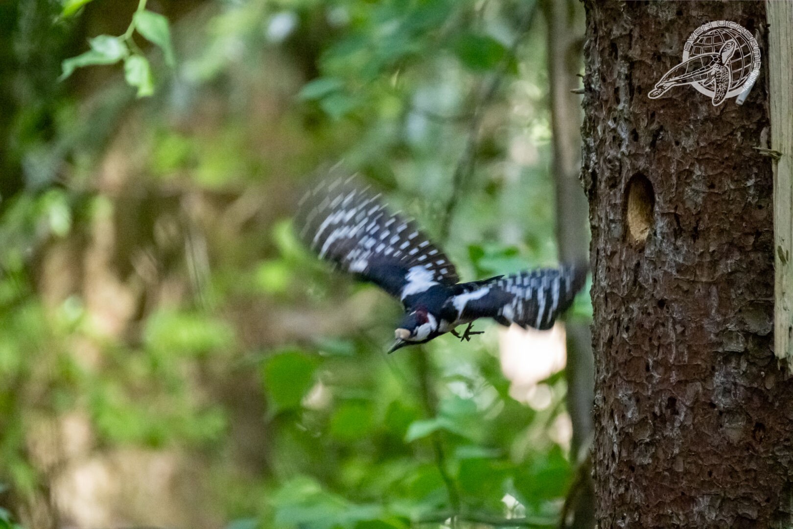 Ein Buntspecht am Baum, nahe seiner Bruthöhle