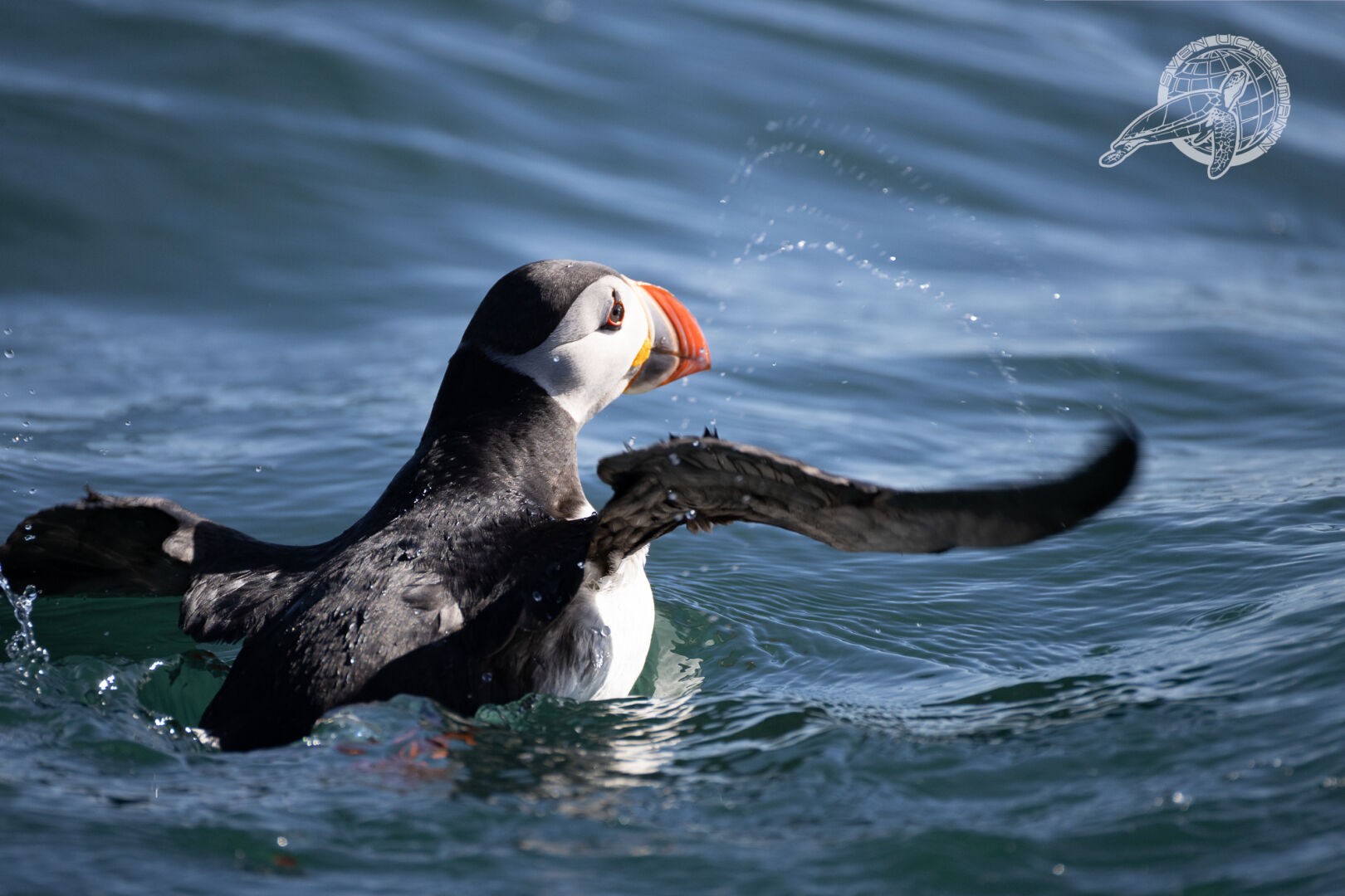 ein puffin in wellen er streckt die flügel aus