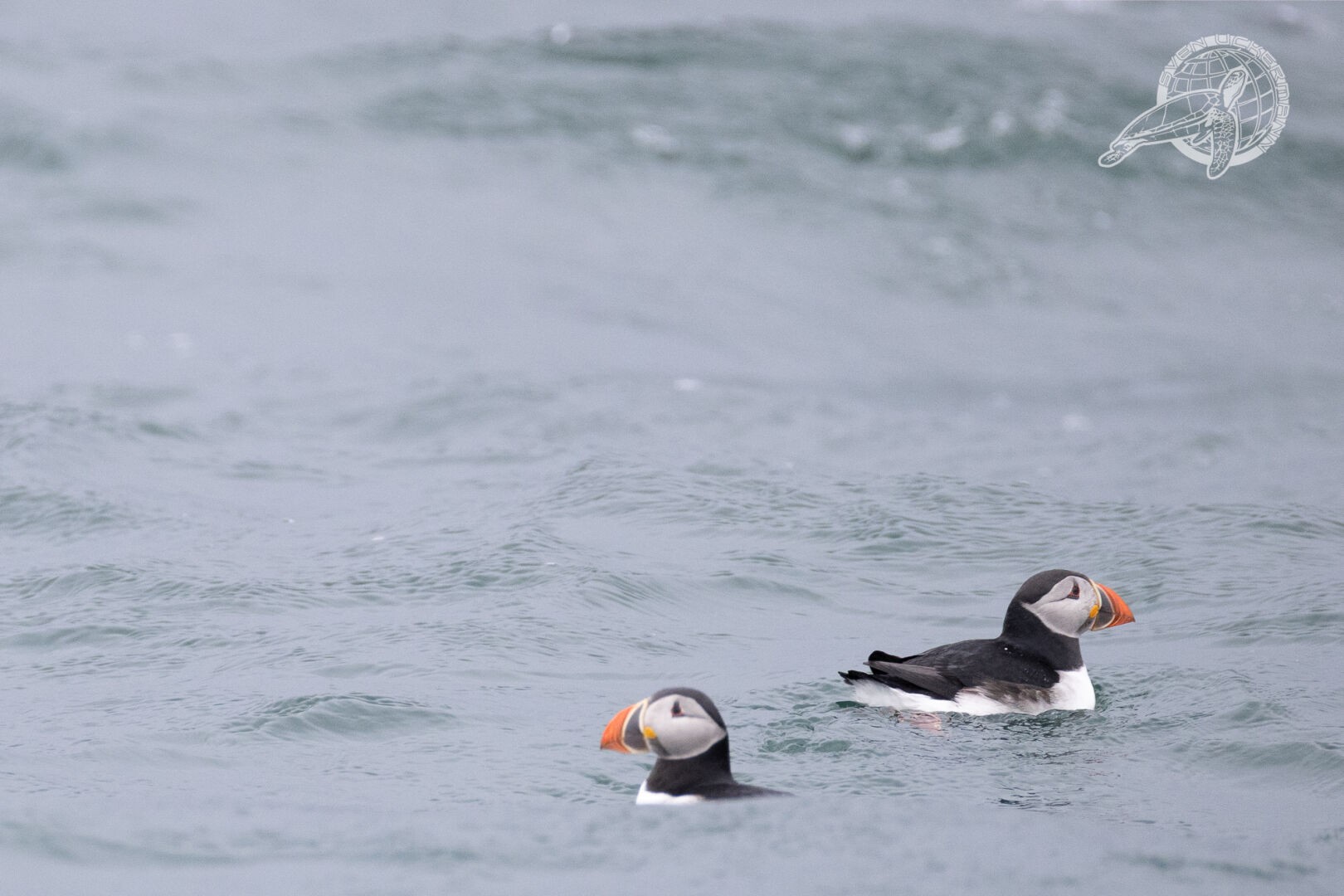 2 Puffins auf einer grauen Welle