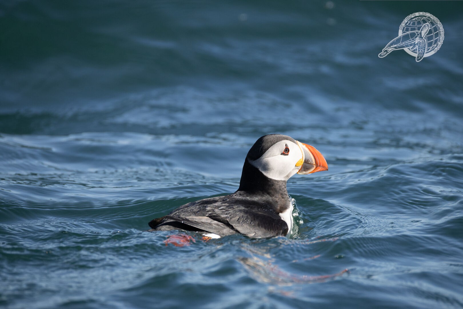 ein puffin in wellen