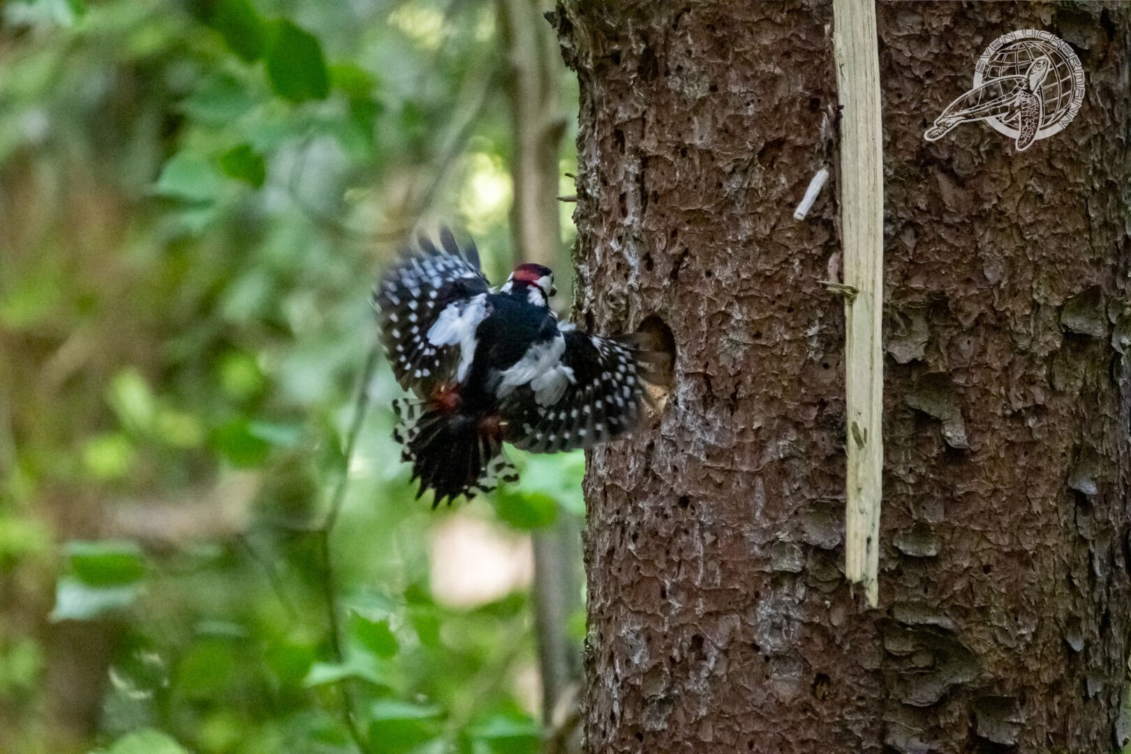 Ein Buntspecht am Baum, nahe seiner Bruthöhle