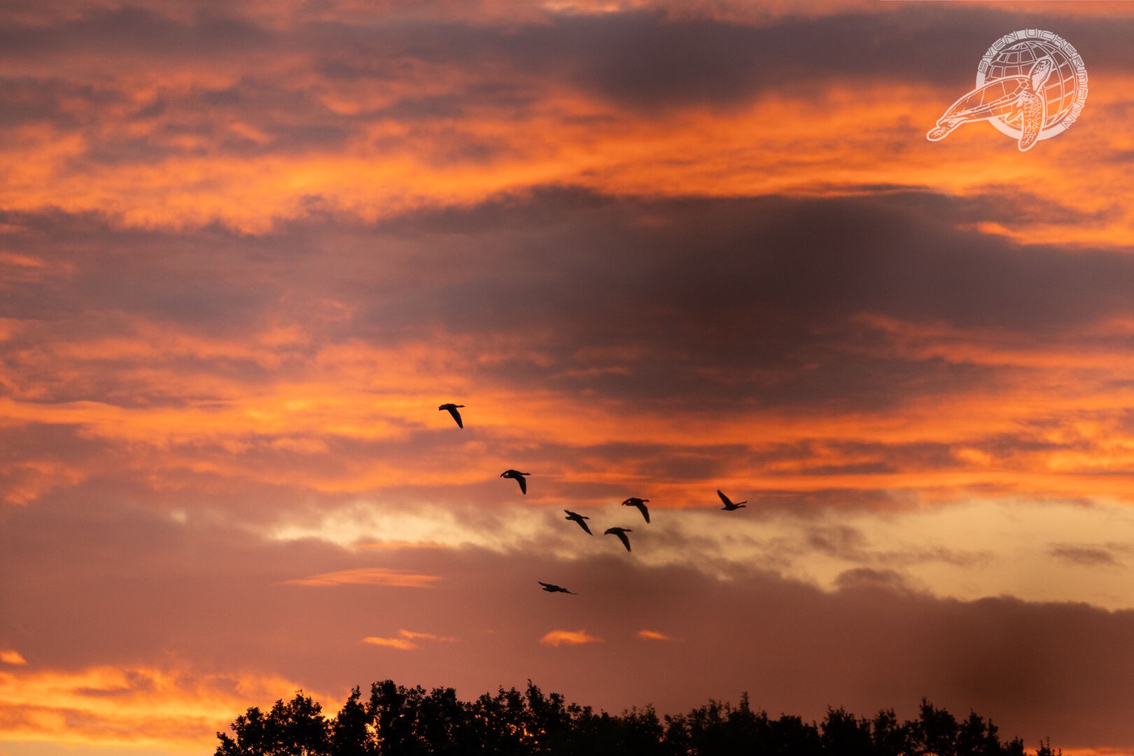 Sonnenaufgang mit Schwarm Gänse