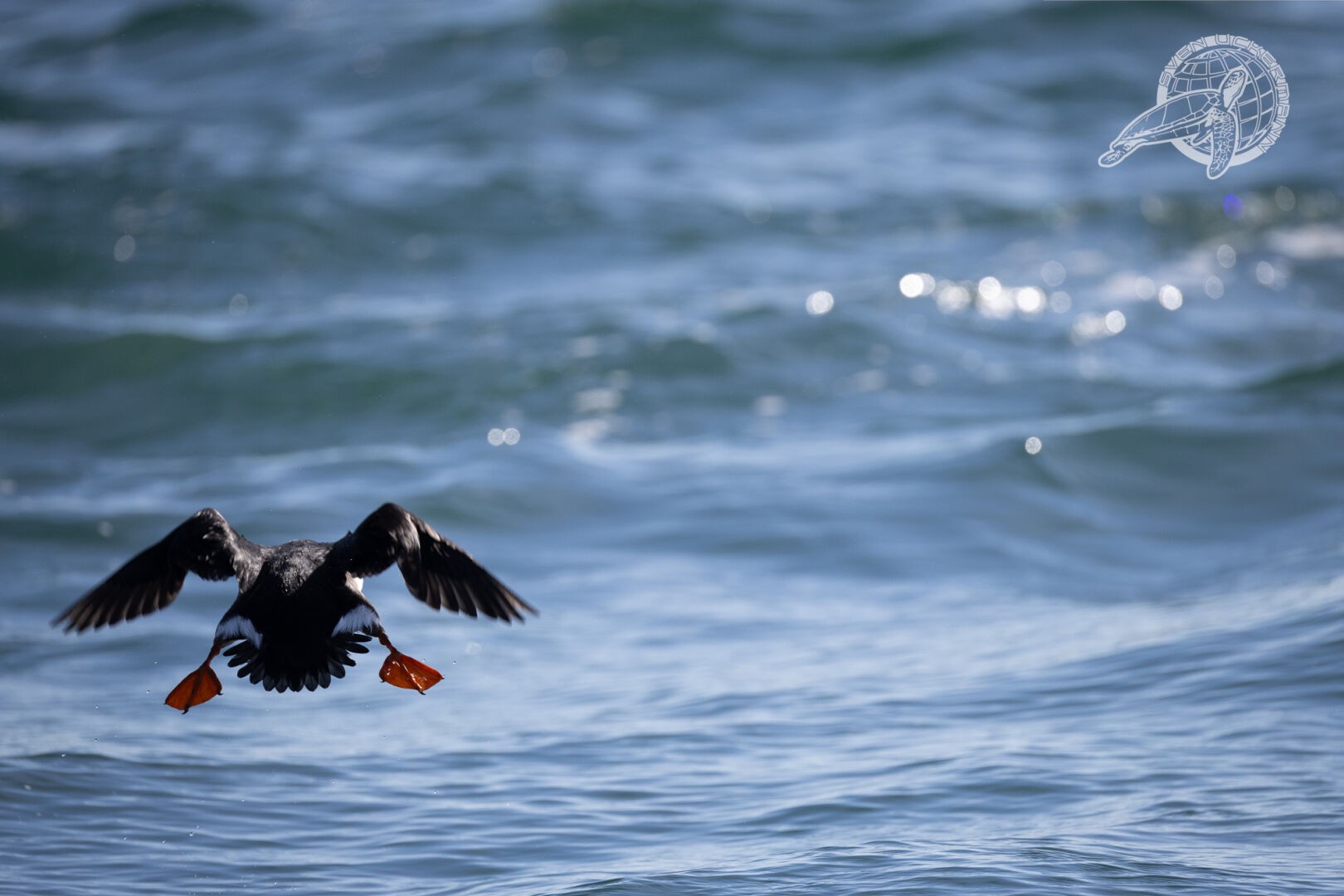 ein puffin beim wegfliegen