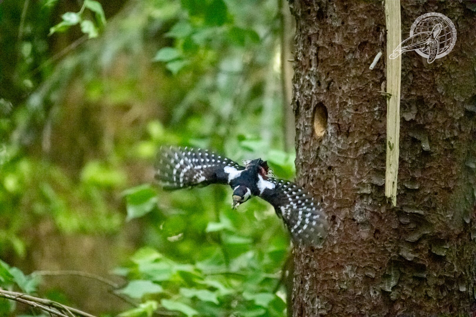 Ein Buntspecht am Baum, nahe seiner Bruthöhle