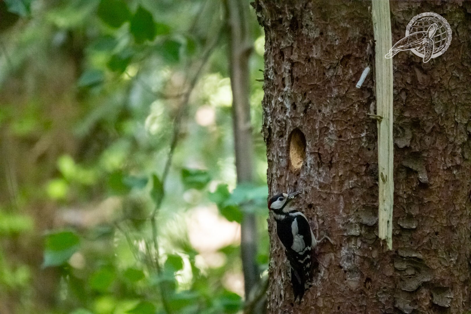 Ein Buntspecht am Baum, nahe seiner Bruthöhle