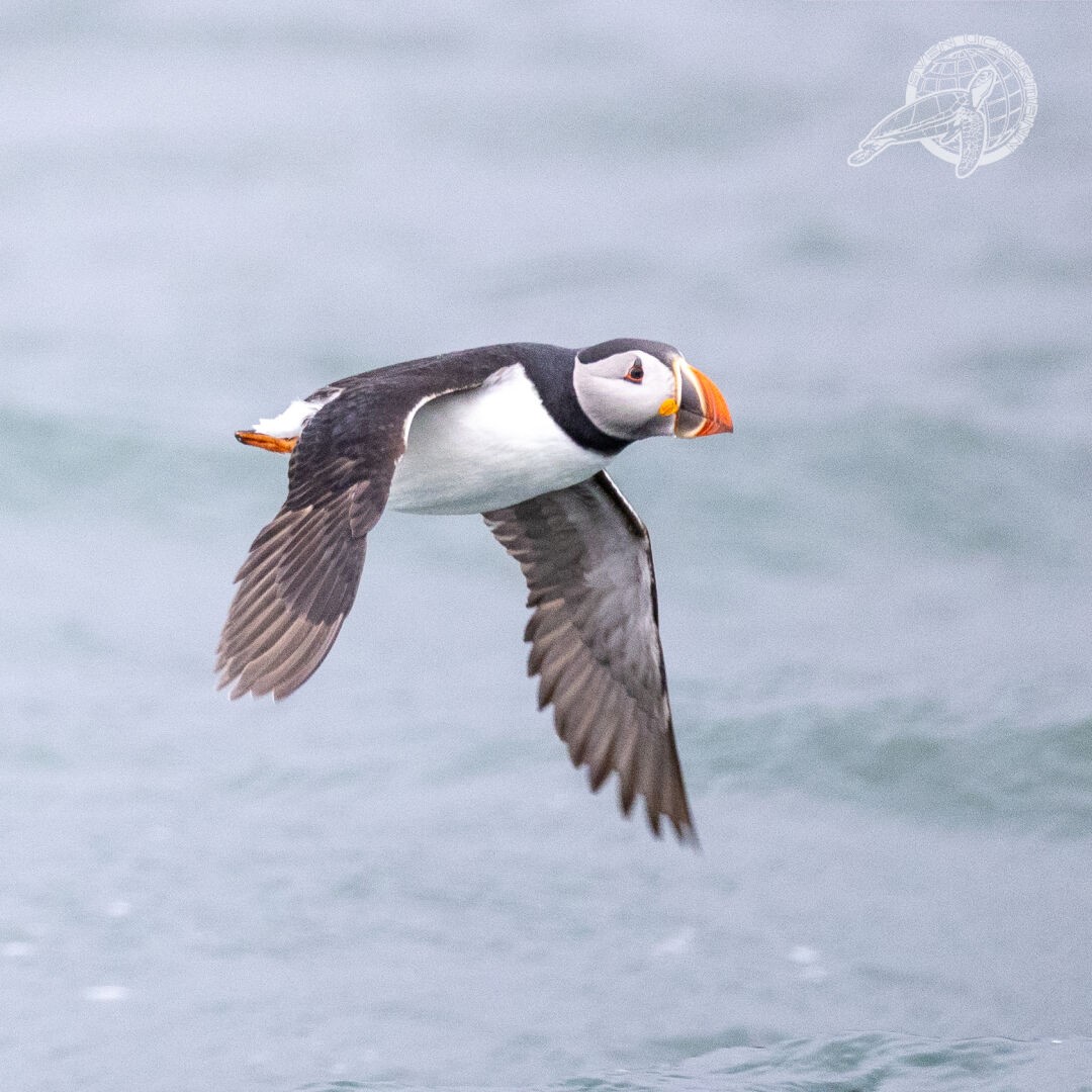 ein fliegender Puffin