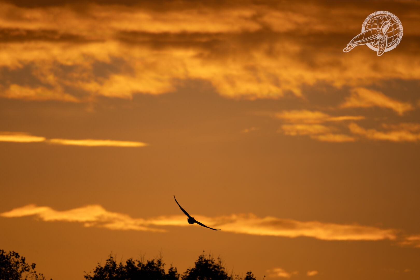 Sonnenaufgang mit Schwarm Gänse