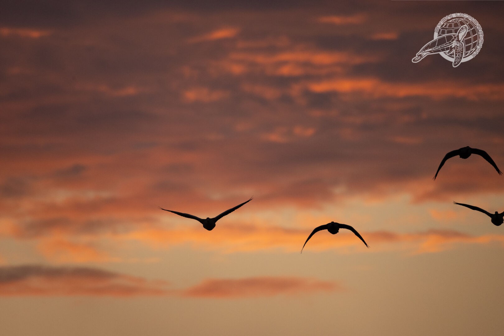 Sonnenaufgang mit Schwarm Gänse