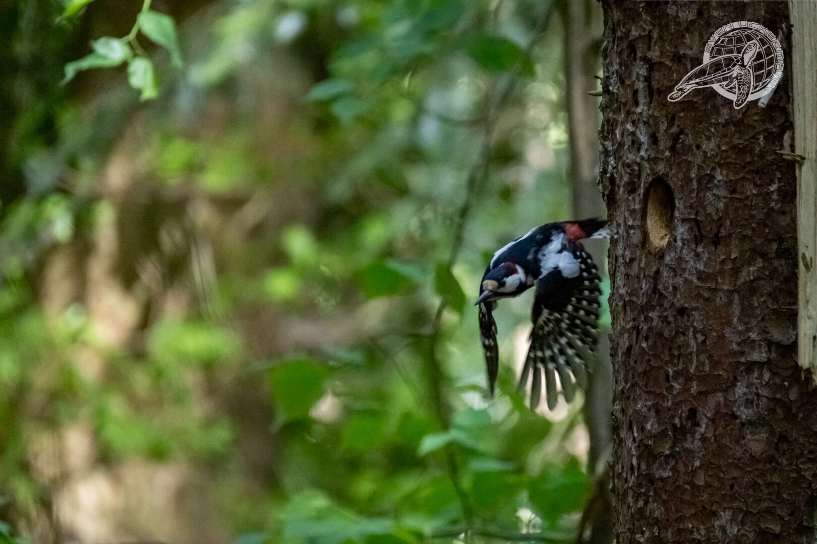 Ein Buntspecht am Baum, nahe seiner Bruthöhle